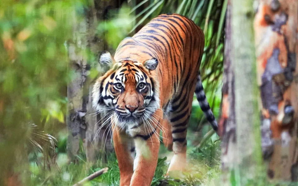 Tiger läuft durch ein bewaldetes Gehege im Zoo