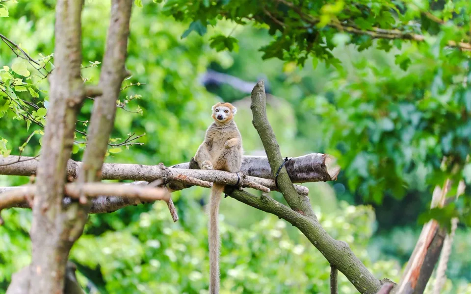 Erdmännchen neben Ästen in einem Gehege des Edinburgh Zoo