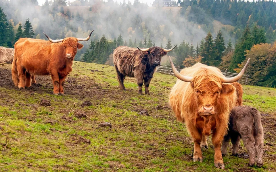 Highland cattle in a grassy field